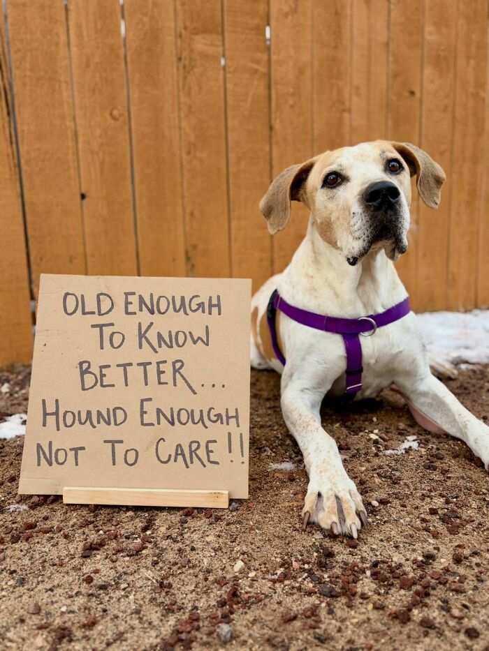 A playful dog with sign: Old Enough To Know Better... Hound Enough Not To Care!! highlighting adoptable pups.