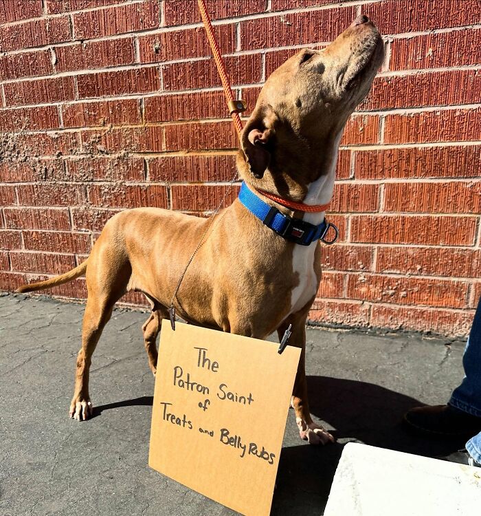 A cute dog with sign: The Patron Saint of Treats and Belly Rubs, a cardboard message highlighting adoptable pups.