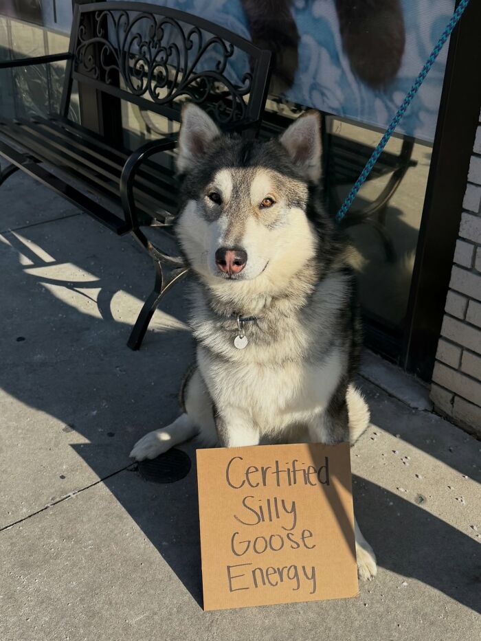 A fluffy dog with sign: Certified Silly Goose Energy, a cardboard message highlighting adoptable pups.