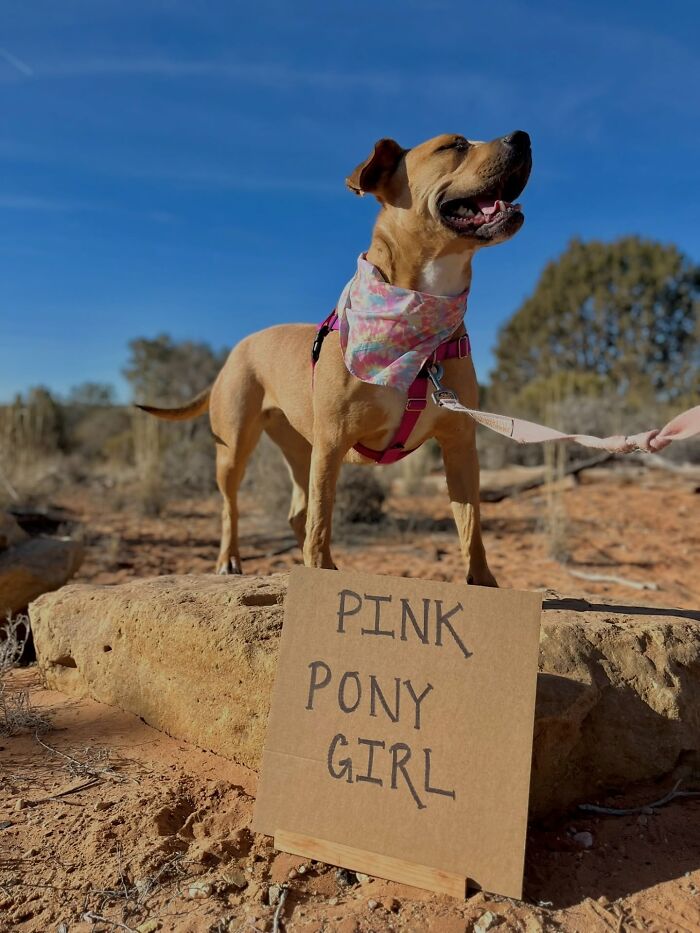 A happy dog with sign, Pink Pony Girl, on a rock in a sunny outdoor setting.