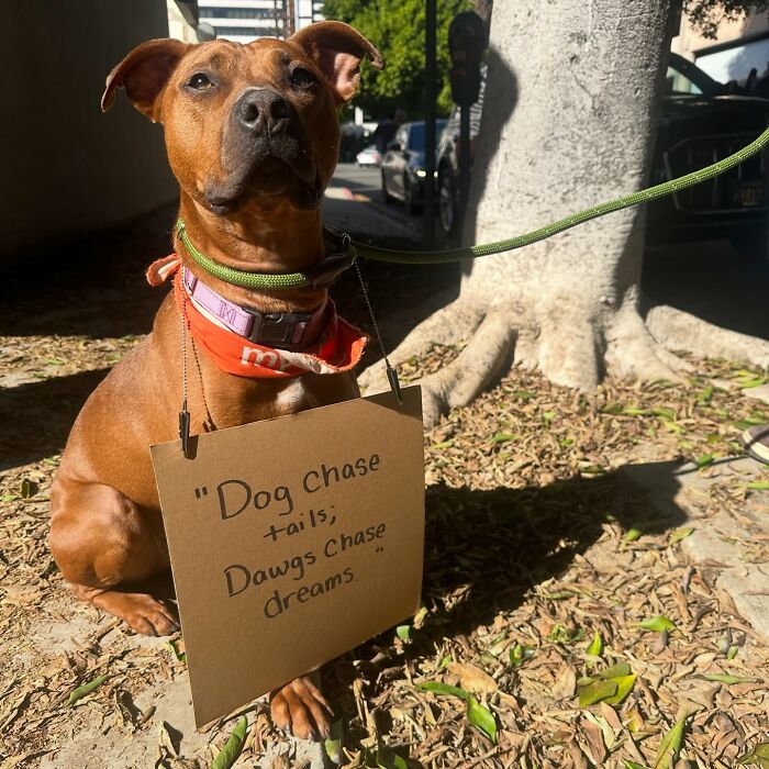 A brown dog with sign, Dog Chase Tails; Dawgs Chase Dreams, sitting by a tree.