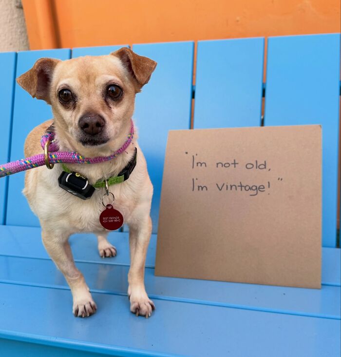 A small chihuahua dog with sign, Im not old, Im vintage!, sitting on a blue bench.