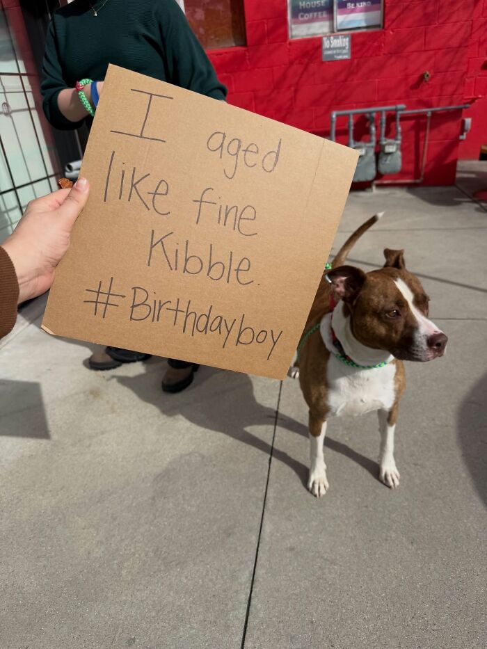 A happy dog with sign: I aged like fine Kibble. #Birthdayboy, a cardboard message highlighting adoptable pups.