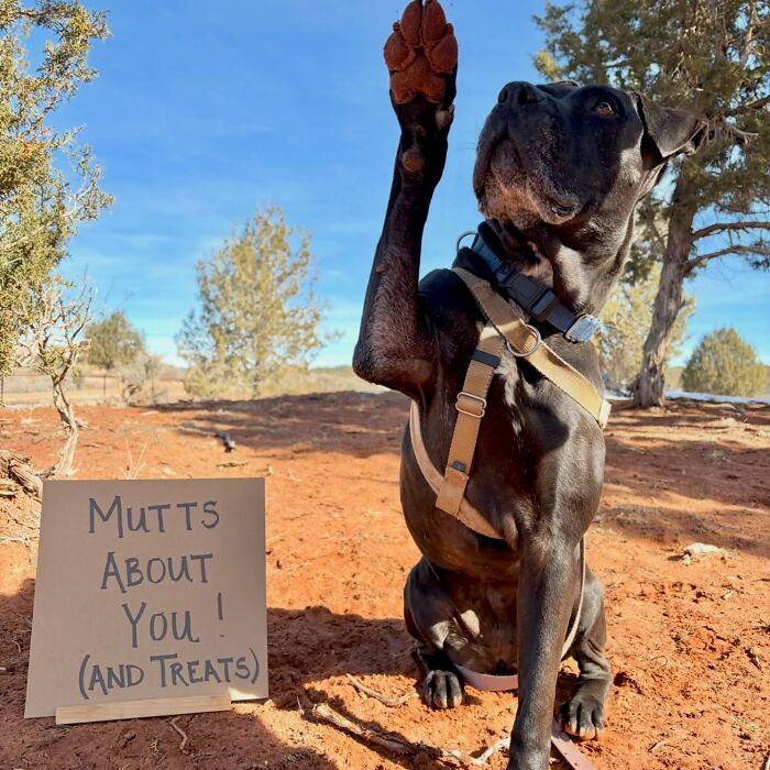 A black dog sits with one paw raised, next to a sign that reads MUTTS ABOUT YOU! (AND TREATS), spotlighting adoptable pups.