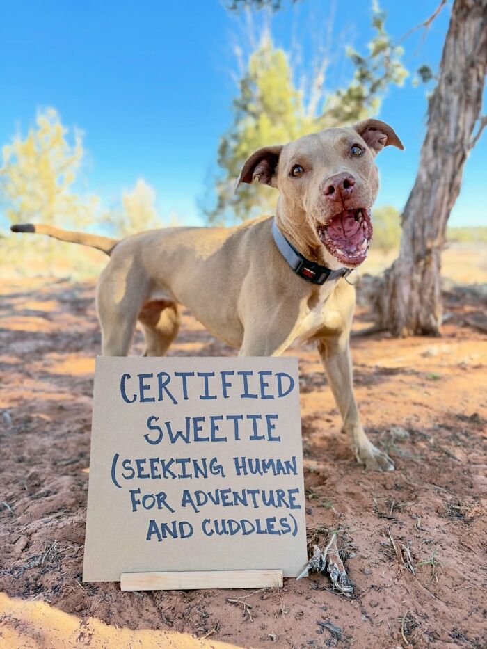 A happy tan dog with an open mouth stands behind a sign that reads CERTIFIED SWEETIE (SEEKING HUMAN FOR ADVENTURE AND CUDDLES), spotlighting adoptable pups.