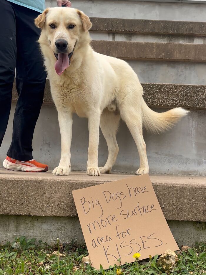 A large, cream-colored dog standing next to a sign that reads Big Dogs have more surface area for KISSES, spotlighting adoptable pups.