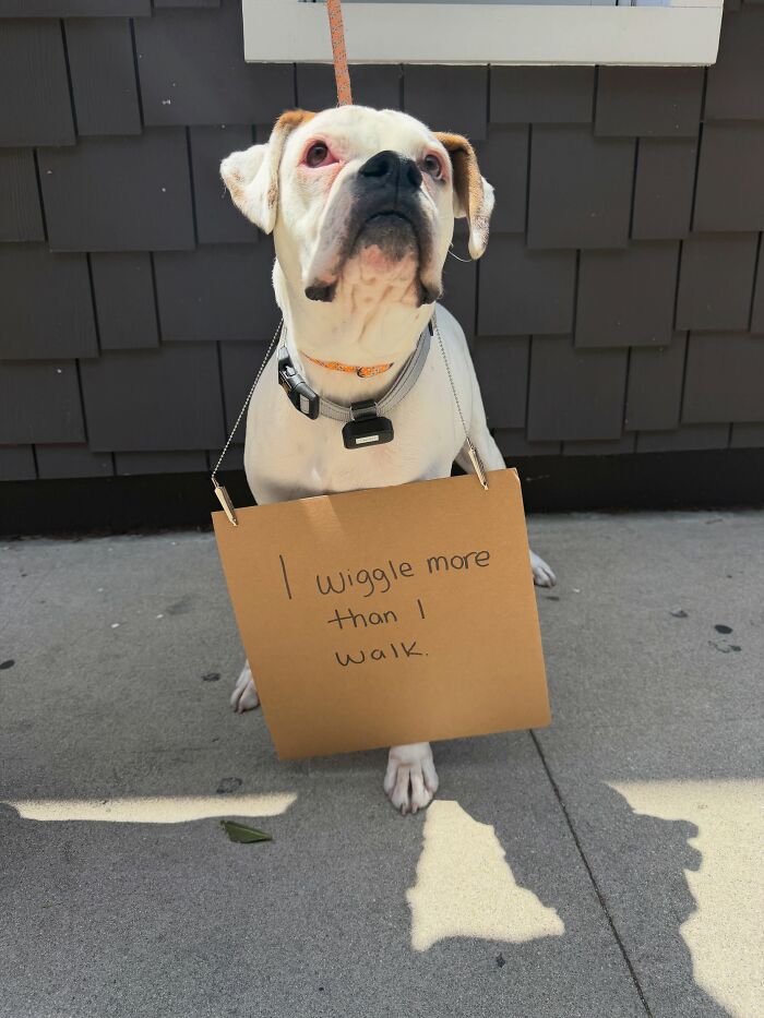 A white boxer dog wearing a sign that says I wiggle more than I walk, highlighting adoptable pups.