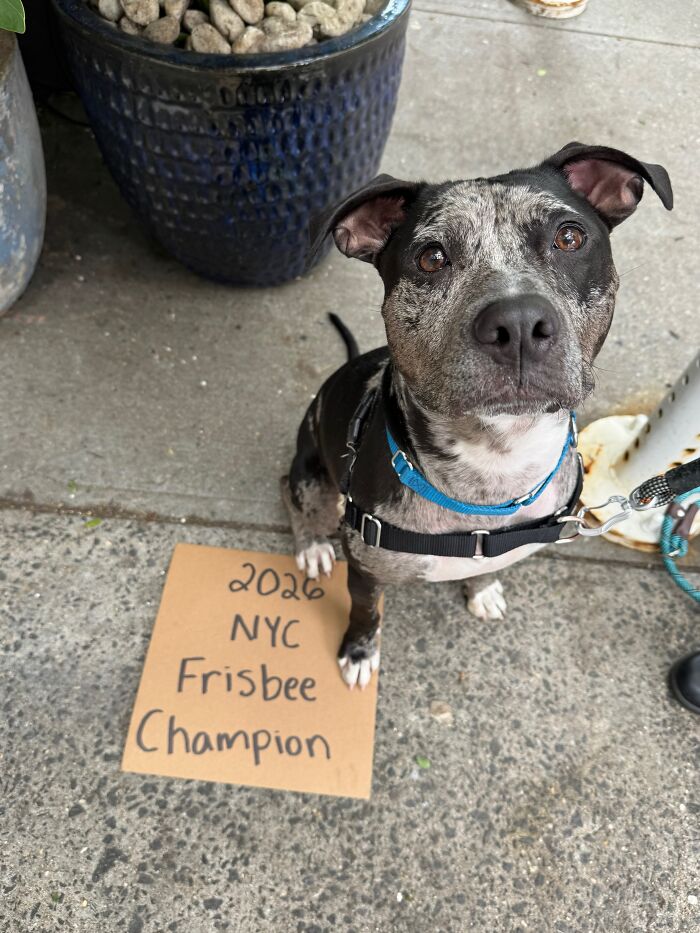 A speckled dog with a sign on the ground that reads 2026 NYC Frisbee Champion, looking up at the camera, spotlighting adoptable pups.