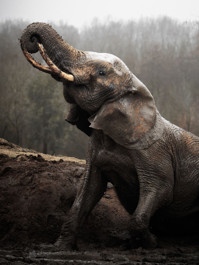 An elephant covered in mud with trunk raised, a powerful image for animal conservation.