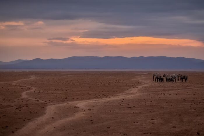 A herd of elephants walking across a wide, flat plain under a dramatic sunset sky, a remarkable place in travel photos.
