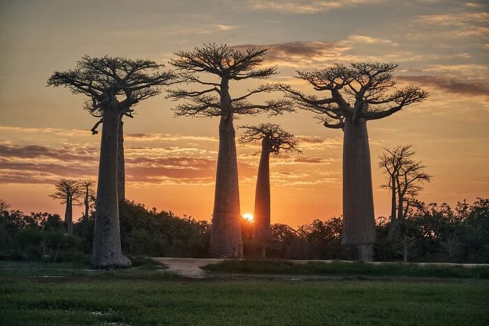 Remarkable travel photos of tall baobab trees silhouetted against a beautiful sunset, capturing a remarkable place.