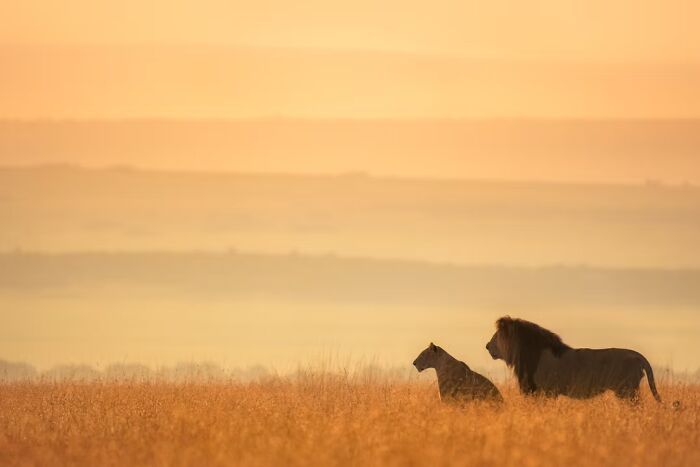 Two lions in silhouette against a hazy orange sunset over a golden field, remarkable wildlife in travel photos.
