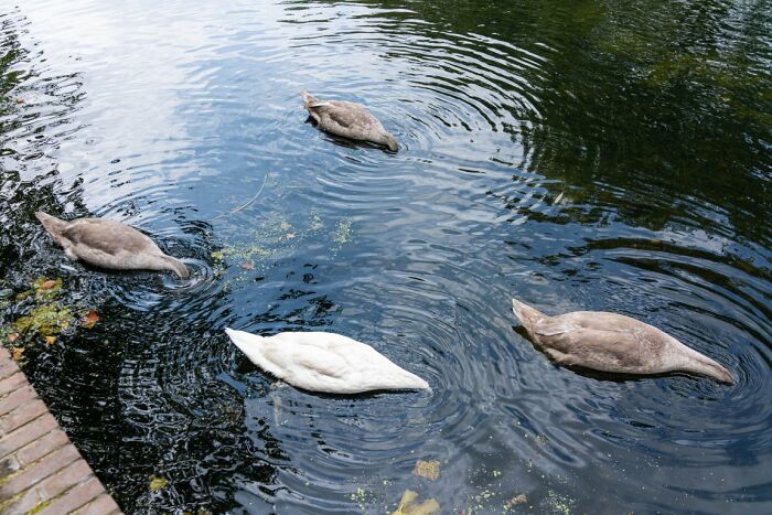 Ducks with their heads submerged in water, creating ripples, a candid street photo for URBAN Photo Awards.