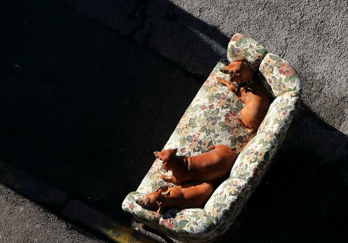 Three dogs sleeping on a floral couch on a city street, captured for URBAN Photo Awards.