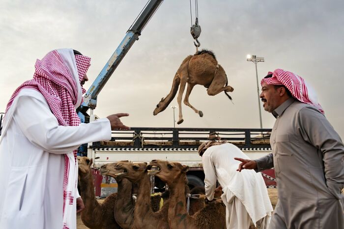 Men observing a camel being lifted by a crane at a market, a candid street photo from URBAN Photo Awards.