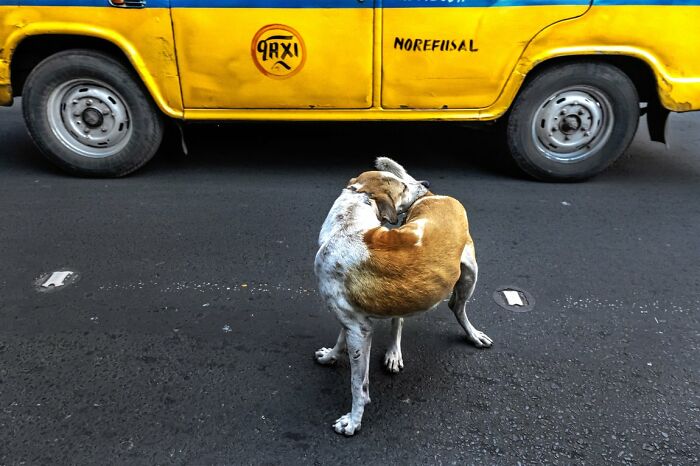 A dog scratching itself on a city street, with a yellow taxi cab in the background, a candid street photo for URBAN Photo Awards.