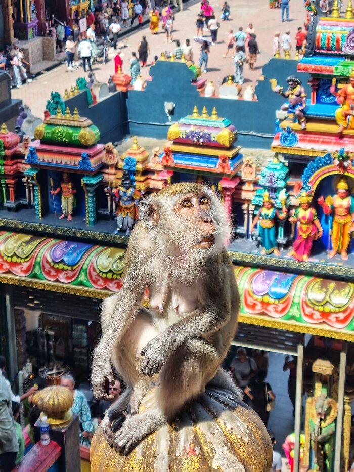 A candid street photo capturing a monkey perched on a colorful temple structure, from the URBAN Photo Awards.