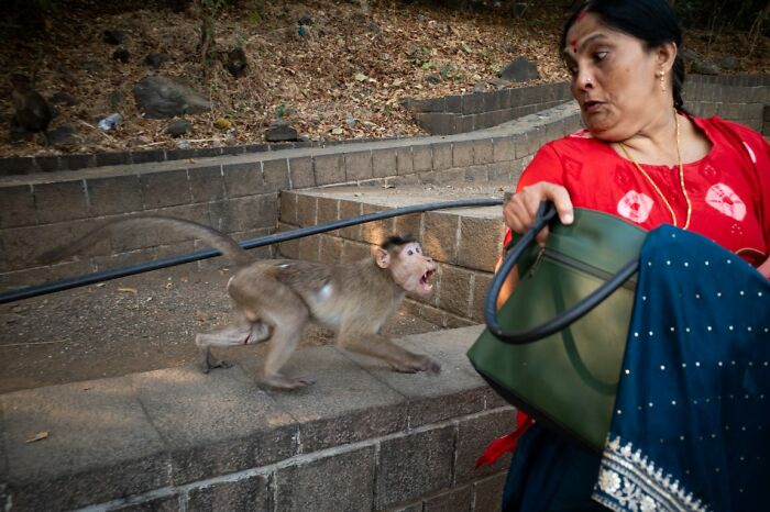 Candid street photo of a woman reacting to a monkey attempting to grab her bag.