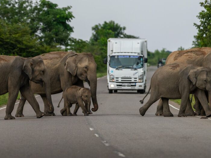 Elephants crossing a road with a truck in the background, a powerful candid street photo for URBAN Photo Awards.