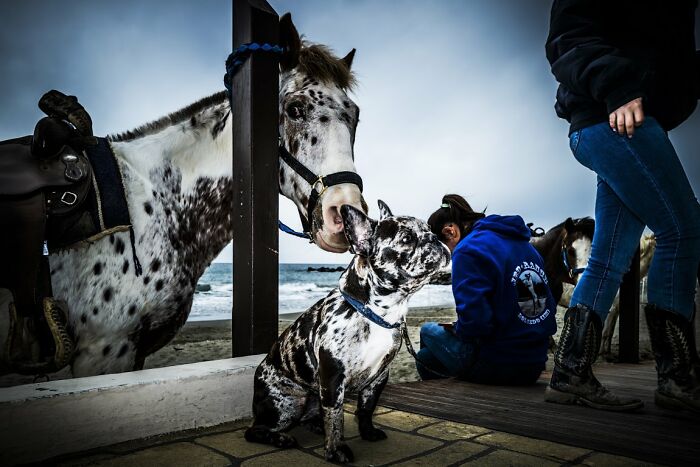 Candid street photo capturing a horse and dog interacting on a beach, an URBAN photo awards entry.