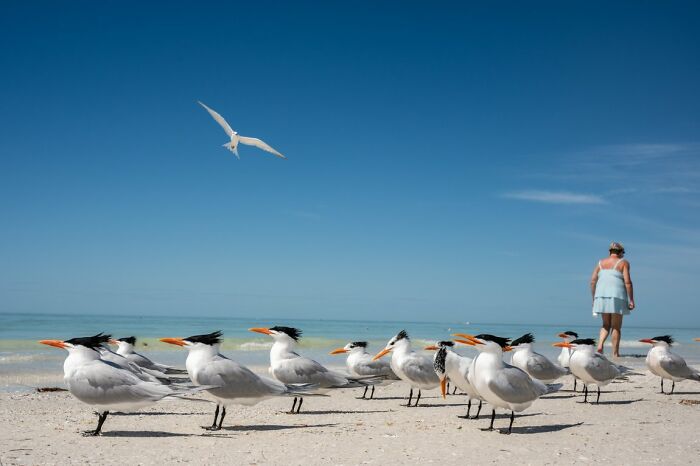 A flock of seagulls on a sandy beach under a clear sky, with a person walking in the background, a Candid Street Photo.