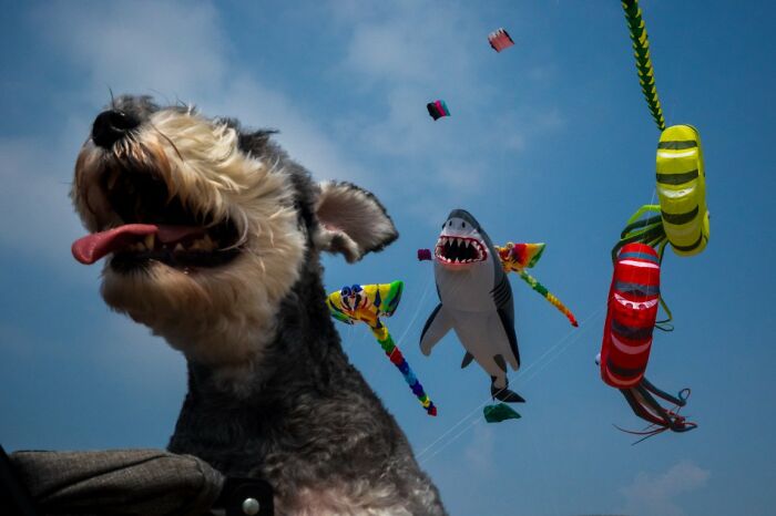 A dog with its tongue out looks up at a clear blue sky filled with colorful kites, including a shark and octopus, in a candid street photo.