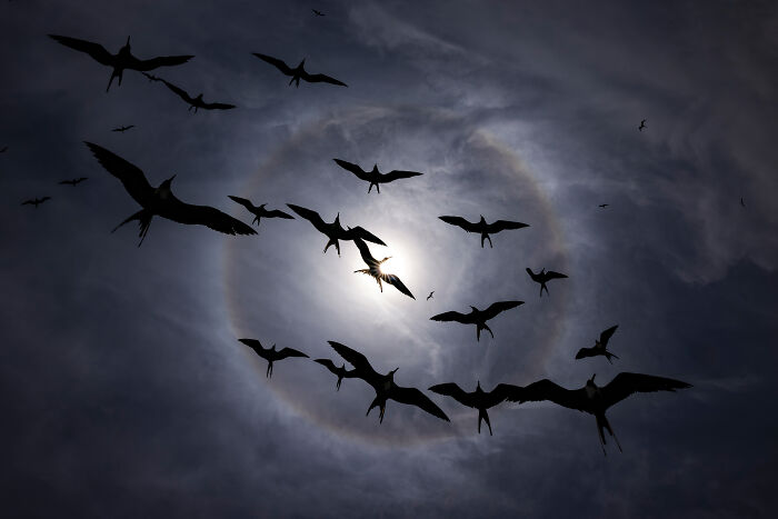 Silhouetted birds fly around a sun halo, a winning entry in the Audubon Photography Awards.