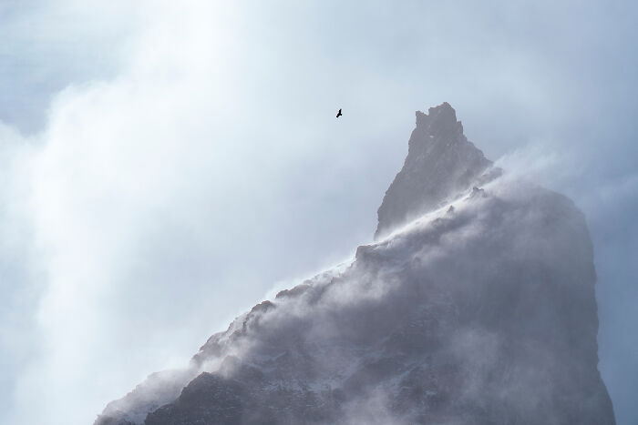 A lone bird soars near a fog-shrouded mountain peak, an Audubon Photography Awards winner showcasing nature's beauty.