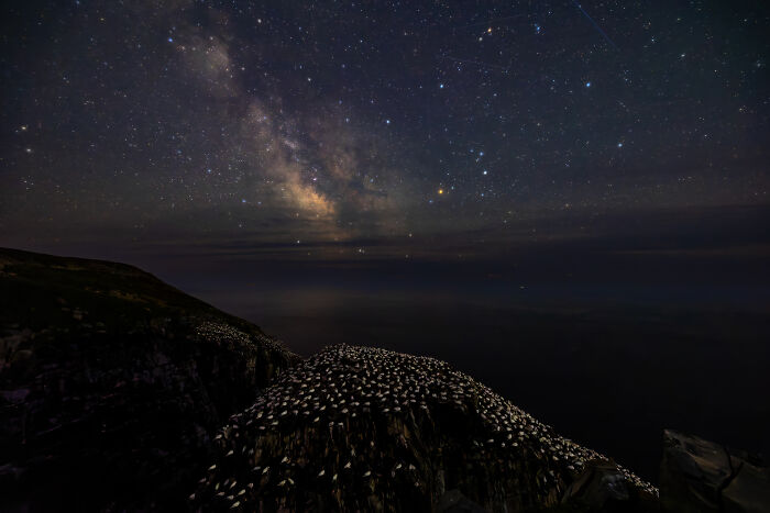 The Milky Way over a cliff teeming with birds, a breathtaking Audubon Photography Awards winner.