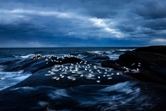 Seabirds gather on dark, wave-battered rocks under a stormy sky, a stunning Audubon Photography Awards winner.