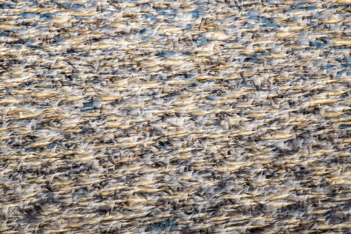 An abstract pattern of blurred birds in flight, recognized by the Audubon Photography Awards.