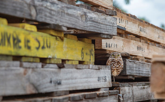 A small burrowing owl peeking from between stacked wooden pallets, an Audubon Photography Awards winning photograph.