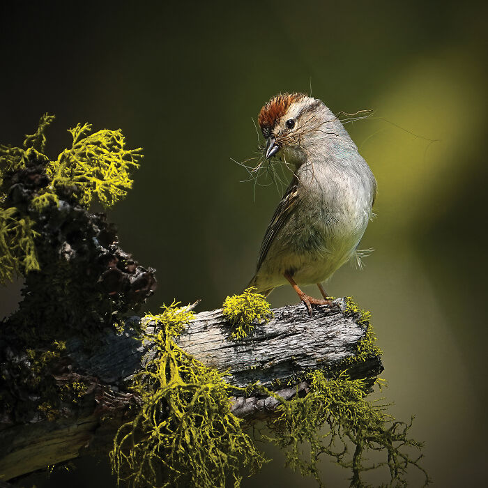 A small bird with a brown cap and light gray chest, carrying nesting material in its beak, perched on a mossy branch, a winning Audubon Photography Awards image.