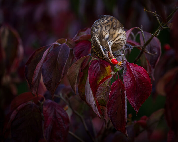 A bird with speckled brown feathers feeding on a bright red berry amidst deep red and purple leaves, a winning Audubon Photography Awards image.