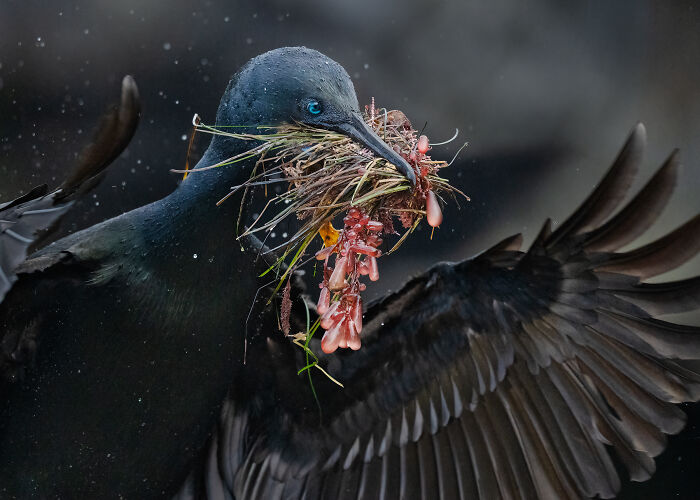 A dark cormorant with bright blue eyes carrying nest material, showcasing its beauty for the Audubon Photography Awards.
