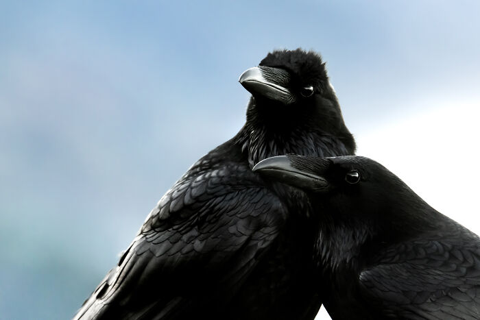 Two black ravens with glossy feathers and dark eyes looking upward against a bright, soft blue sky, a winning Audubon Photography Awards image.