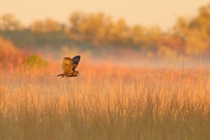 An owl with patterned brown wings in flight over a misty, golden field at sunrise or sunset, a winning Audubon Photography Awards image.