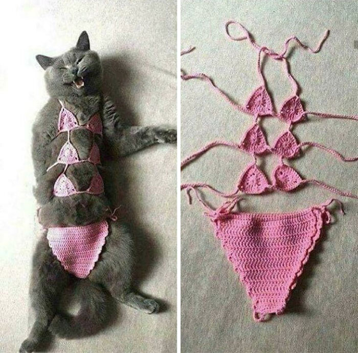 Gray cat wearing a handmade pink crocheted bikini showing odd craftsmanship concept