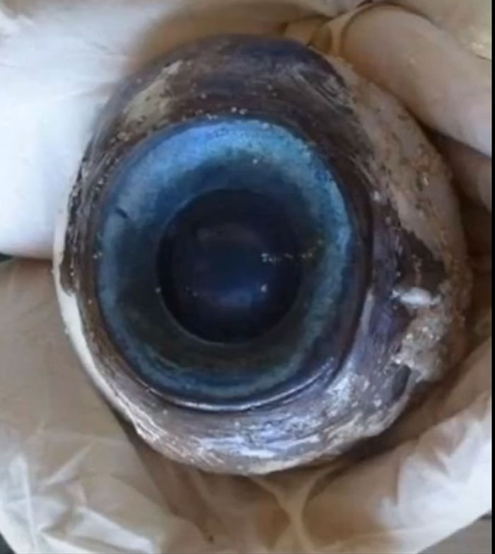 A giant blue eye of a marine creature discovered from the bottom of the ocean