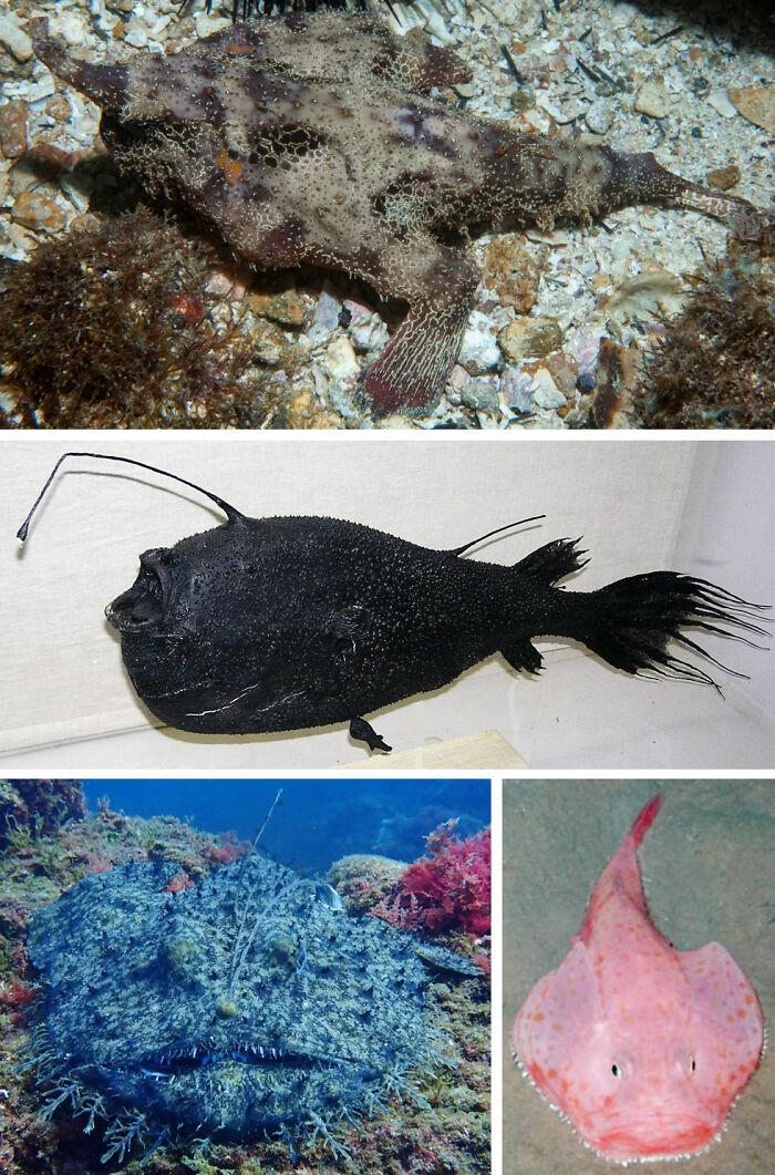 Four bizarre deep sea fish representing creatures at the bottom of the ocean