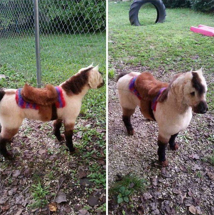 Dog groomed and dyed to look like a small horse saddle with creative craftsmanship