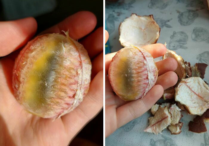 Interesting photos of a peeled fruit showing unexpected yellow and green internal colors