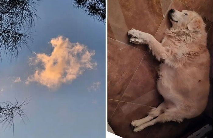 A split image of a cloud resembling a dog in the sky and a dog sleeping on the floor, telling stories that swear are 100% true.