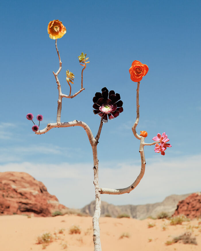 Jennifer Latour's photography features intricate flower compositions of succulents and flowers on a white branch in a desert landscape.