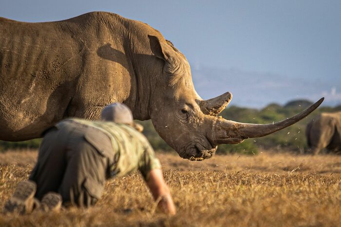 Wildlife photos by Björn Persson: a photographer in a field close to a rhino, showcasing the natural world.
