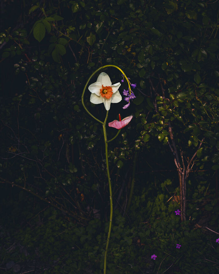 Jennifer Latour's photography shows intricate flower compositions, a white narcissus with pink and purple flowers on a dark background.