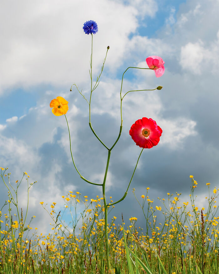 Intricate flower compositions by Jennifer Latour, with colorful blooms on a branched stem in a field of yellow flowers under cloudy sky.