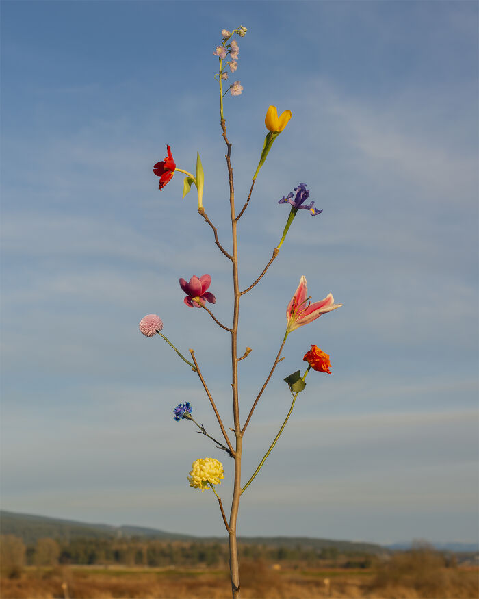 Jennifer Latour's photography captures intricate flower compositions on a bare branch against a blue sky, showcasing ephemerality.