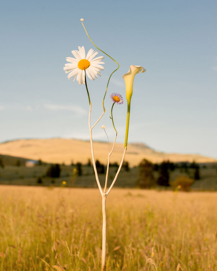 Jennifer Latour's photography captures intricate flower compositions in a field with golden grass and distant hills.