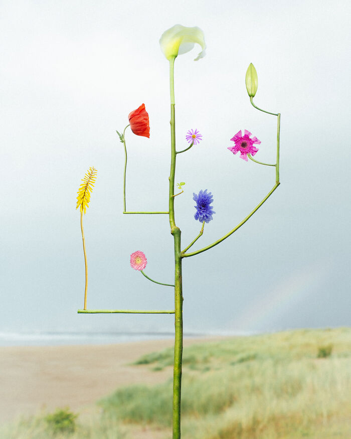 Jennifer Latour's photography features intricate flower compositions on a bare branch with a rainbow over the ocean.